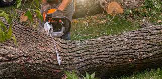 Best Tree Risk Assessment  in Roxana, IL