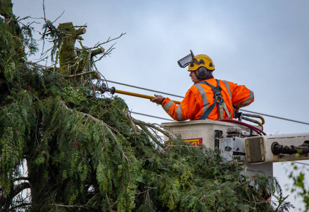 Best Commercial Tree Services  in Roxana, IL